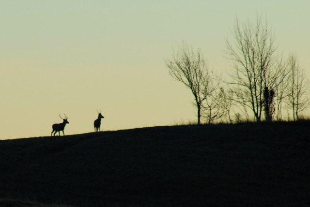 PASSIONE PER IL CERVO